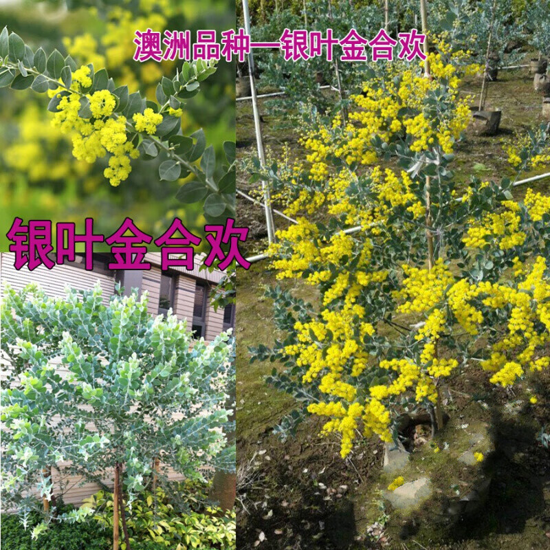 澳洲观叶品种银叶金合欢开花合欢树苗盆栽地栽阳台庭院植物 20-30cm