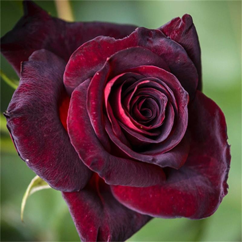 查花卉历史价格|花卉价格走势