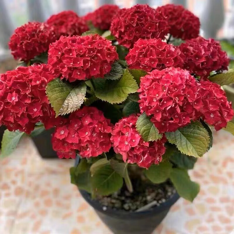 中国红中苗(包开花)送肥料 含盆