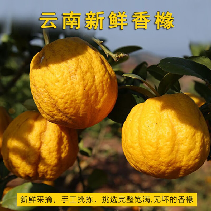 云南新鲜香橼果 佛手柑 香缘果 2斤(青黄果)