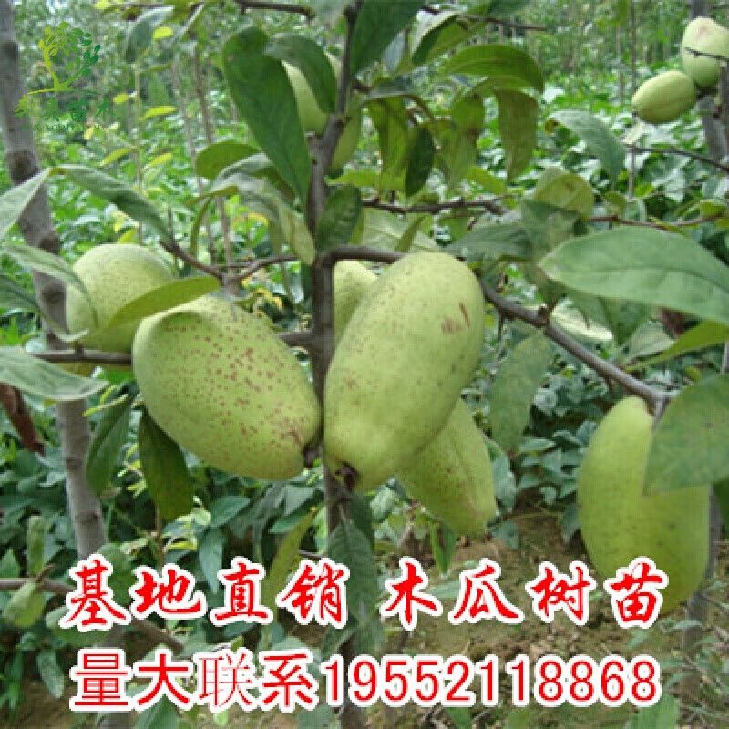 木瓜苗天香木瓜树苗 宣木瓜苗木庭院果树盆栽地栽木瓜树当年结果 四年