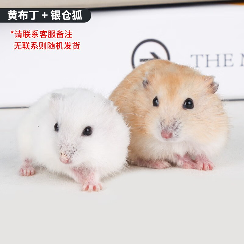 宠尚天 仓鼠活体小仓鼠宠物活物手养一对异宠幼崽养 布丁 银狐