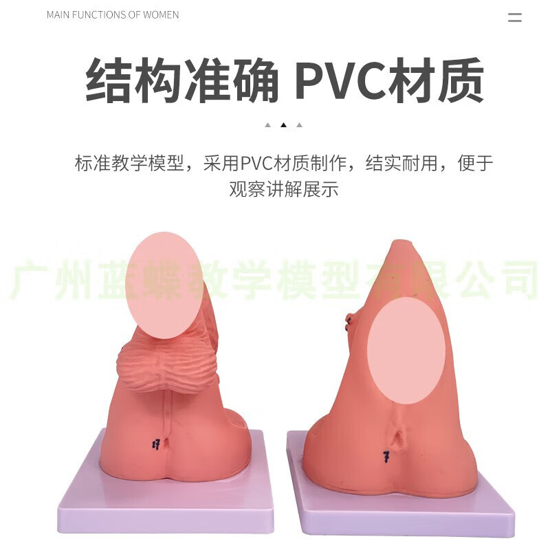 通用男性内外生殖器解剖及男性导尿模型 男性泌尿生殖模型 男性简易导尿模型
