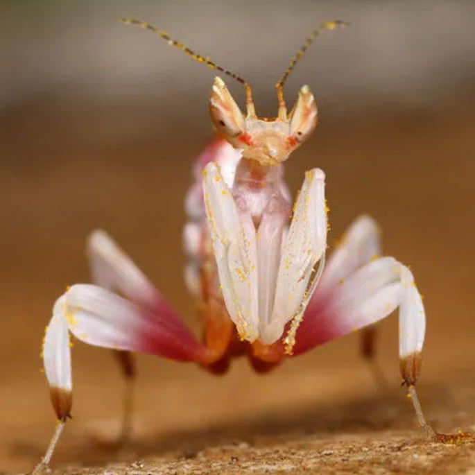 采缇兰花螳螂 宠物螳螂网红宠物冕花螳螂拟态昆虫新手入门品种 3龄[1.
