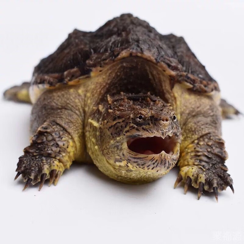 如何知道京东异宠活体历史价格|异宠活体价格比较