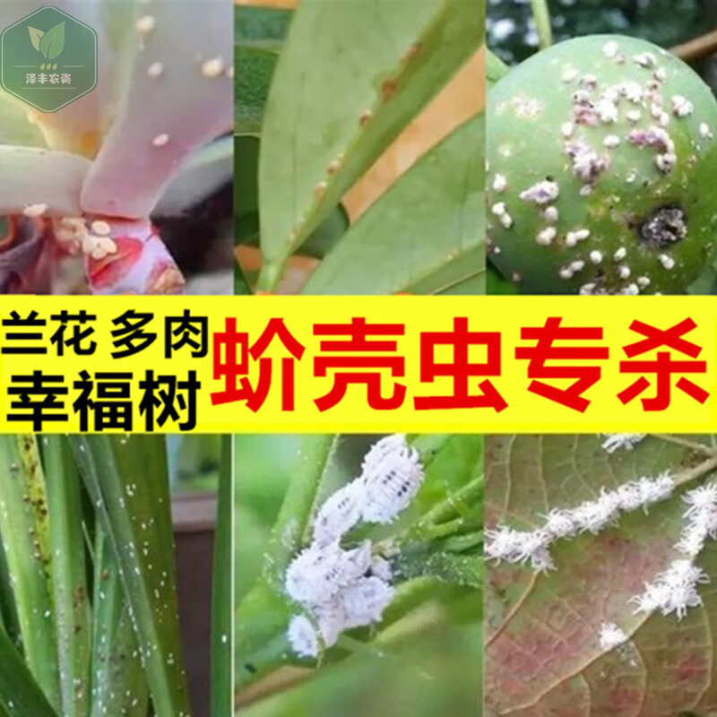 幸福树杀虫药介壳虫蚧壳虫蚜虫多肉绿植杀虫剂花卉植物除虫专用药 200