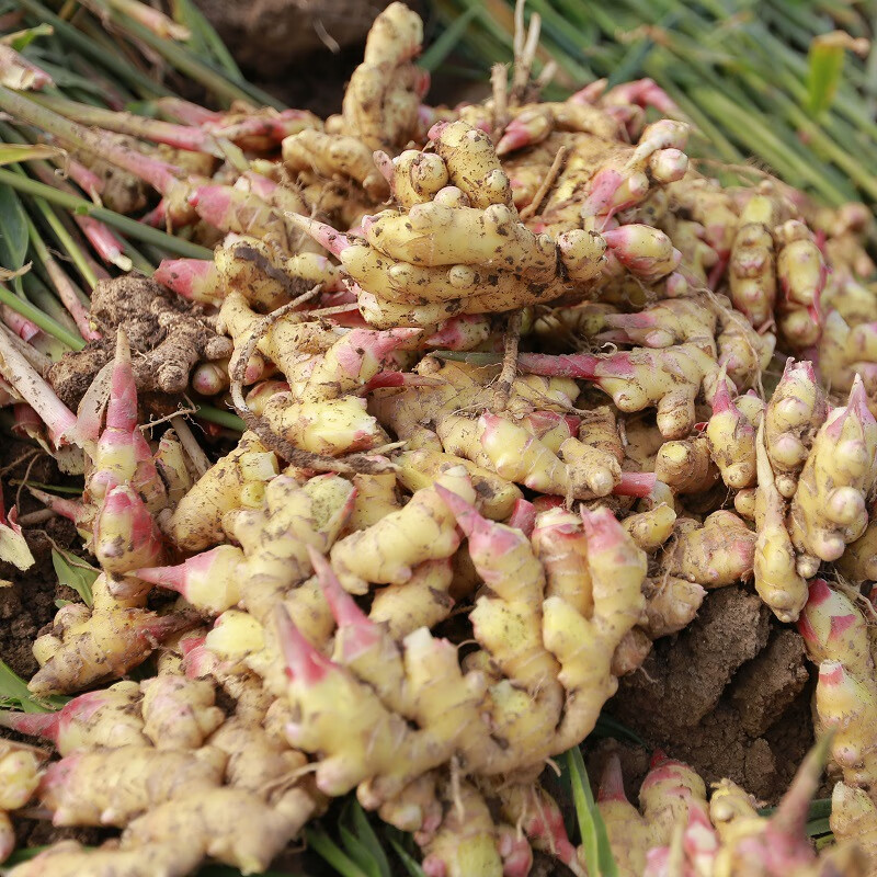 焦作博爱土姜500克清化生姜姜糖膏原料期城老姜怀庆姜新鲜月子姜 实惠装 3斤