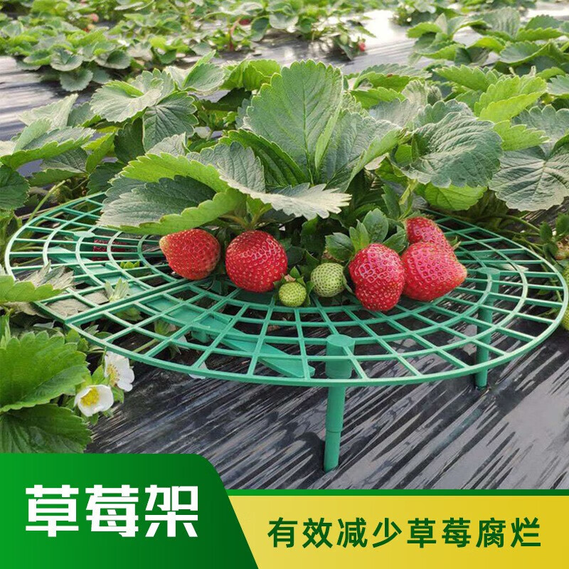 hkml草莓支撑架植物托盘架子防腐烂防倒伏果实支撑架园艺支架支撑托盘