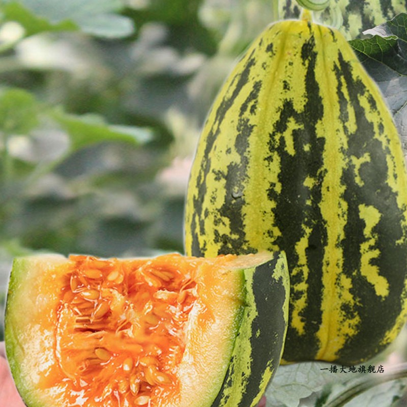 一播大地 甜瓜种子香瓜种子伊丽莎白香瓜哈密瓜水果种子羊角酥甜瓜