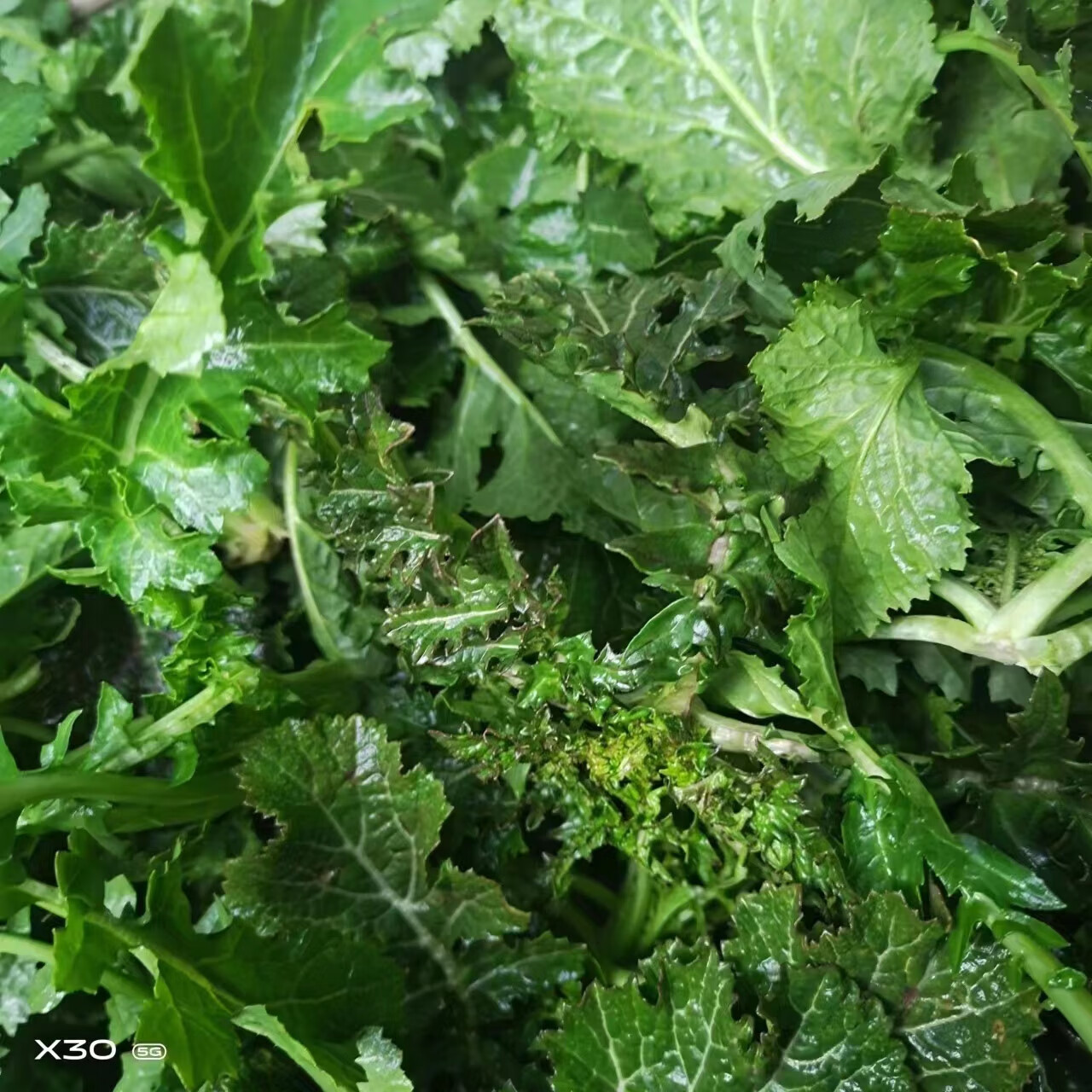 xywlkj新鲜野生干腊菜农家天然自晒干可炒菜煲汤做包子馅天然绿色农药