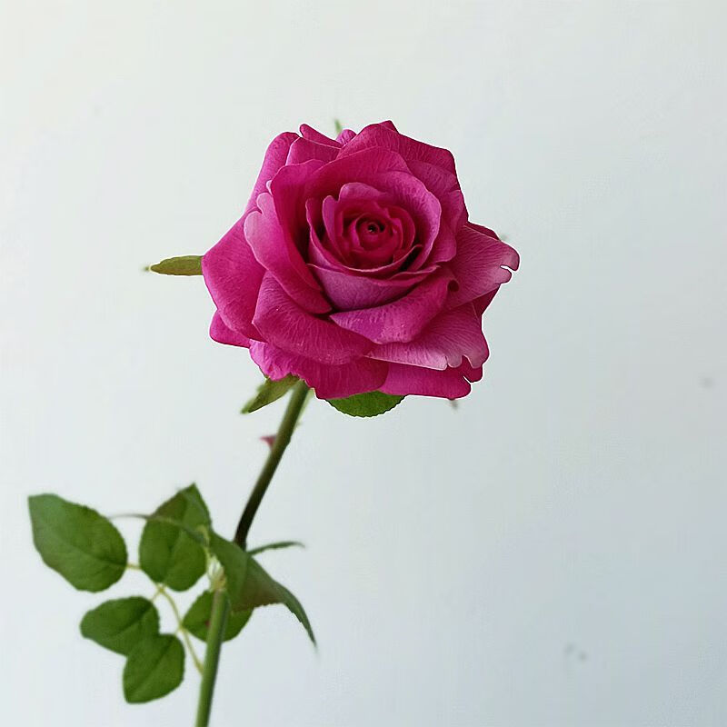 刘不丁仿真花 手感玫红玫瑰 样板间装饰假花 手捧小花束 家居插花 玫