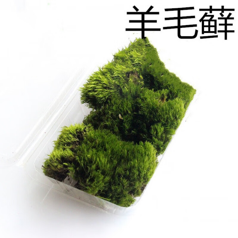 苔藓微景观植物现采新鲜活绿植草皮草坪盆景造景 羊毛藓【新鲜5份】