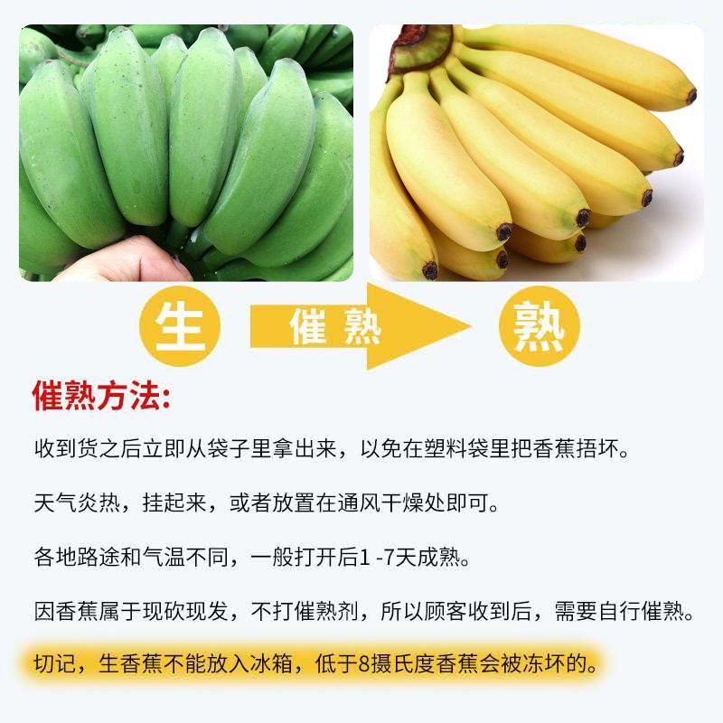 果迎鲜小米蕉 小香蕉 广西小米蕉 粉蕉 新鲜水果 自然熟生果需催熟 小米蕉 8.5斤