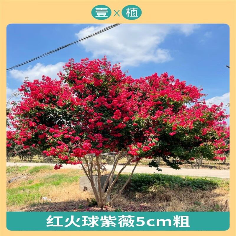 阿木木紅花紫薇樹苗庭院花卉植物室外紅紫薇花苗別墅綠化盆栽景四季開花 【紅火球紫薇】5公分粗樹形美（ 不含盆