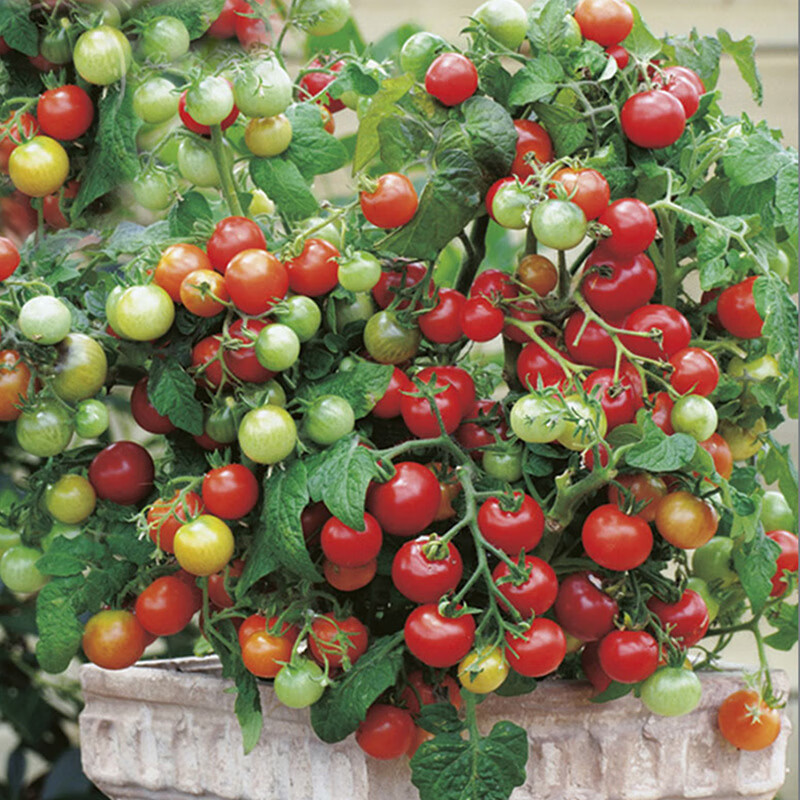 花瓶花艺 盆栽小番茄种/子植物迷你矮生珍珠西红柿室外阳台庭院 2包种子+2包肥料+4个育苗盆 1套