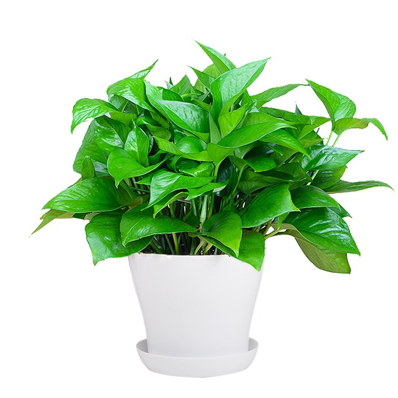 绿萝盆栽 植物室内客厅新房 大绿箩办公室桌面花卉水培绿植盆景 1盆装