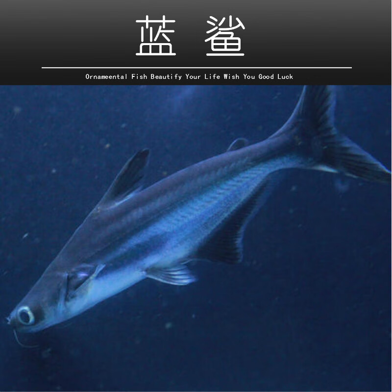 颂呵梵虹弦见家养淡水观赏蓝鲨大白化小鲨鱼凶猛鱼淡水热带鱼活体耐养