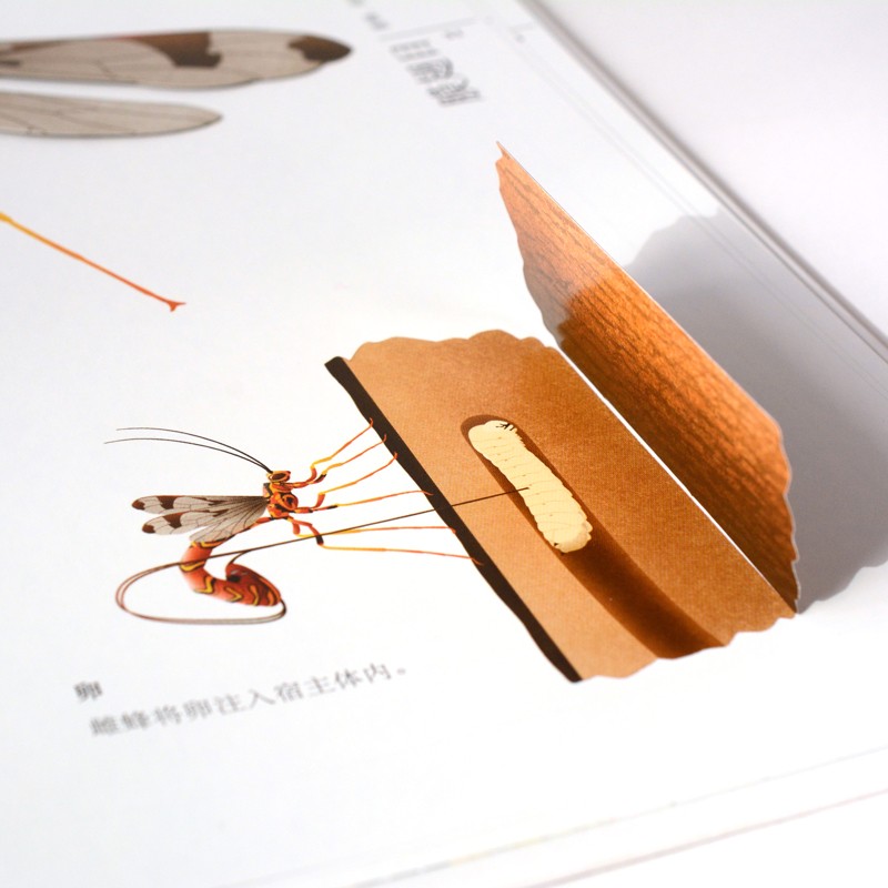 虫儿飞指尖上的昆虫博物馆（奇想国童书）亲密接触11大目、200余种稀奇古怪的虫虫，告别昆虫恐惧。暑假阅读暑假课外书课外暑假自主阅读暑期假期读物