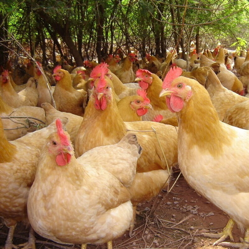 筱诺土鸡三黄鸡整鸡新鲜鸡肉约750g/只整只装 4只装