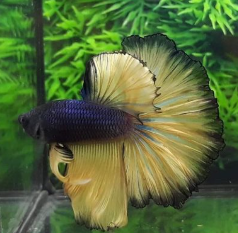 打造最美水族箱,钱隆宠产品线推荐