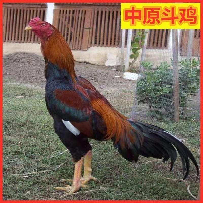 越南斗鸡活鸡中原平头大冠斗鸡王鬼子活体纯种成年鸡一公二母 中原