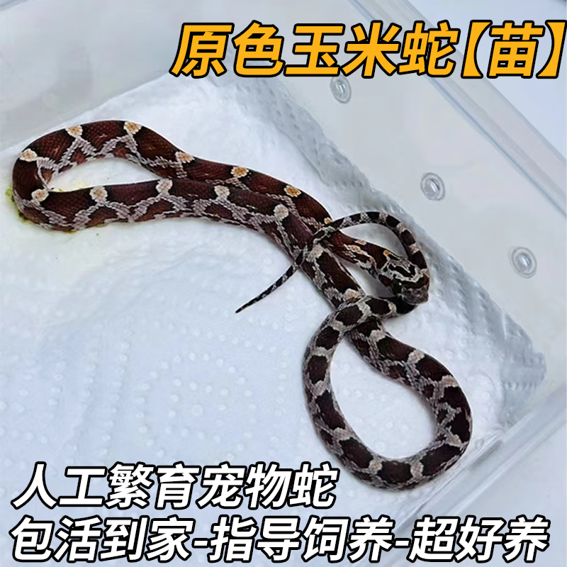 秋颖大表哥蛇活物真蛇宠物蛇黑王翠青异宠白化蛇无毒金边铅色 原色玉米蛇【苗】