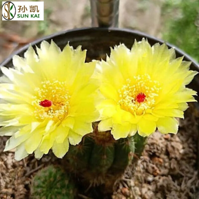 仙人球緋花玉開花帶花苞仙人掌類多肉綠植物桌面花卉小盆栽 黃美人直徑6-8厘米 不含盆