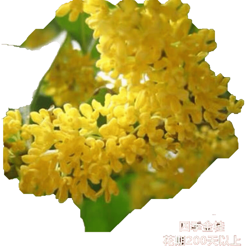 选购高品质金桂花卉：了解历史价格趋势和销量趋势|怎么看花卉物品的历史价格