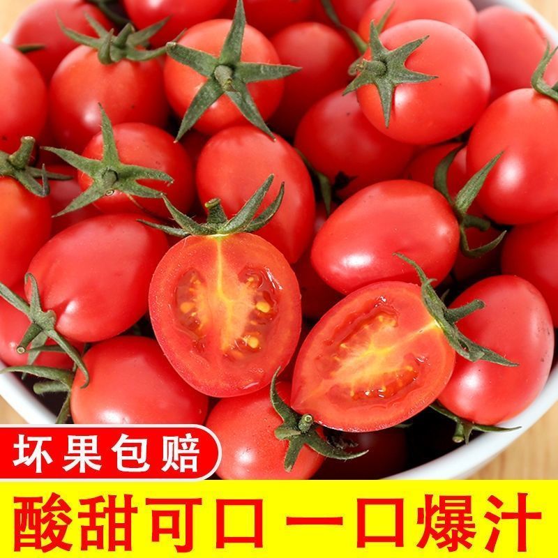 果真秀现摘圣女果新鲜小番茄生吃小西红柿子孕妇水果批发酸甜山东 精选装 3斤