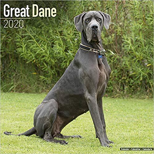 【预订】great dane calendar 2020