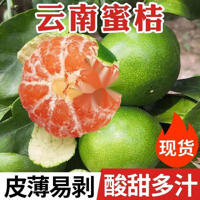 云南蜜橘薄皮青皮橘子孕妇新鲜水果酸甜桔子绿皮柑橘现摘现发 小果带
