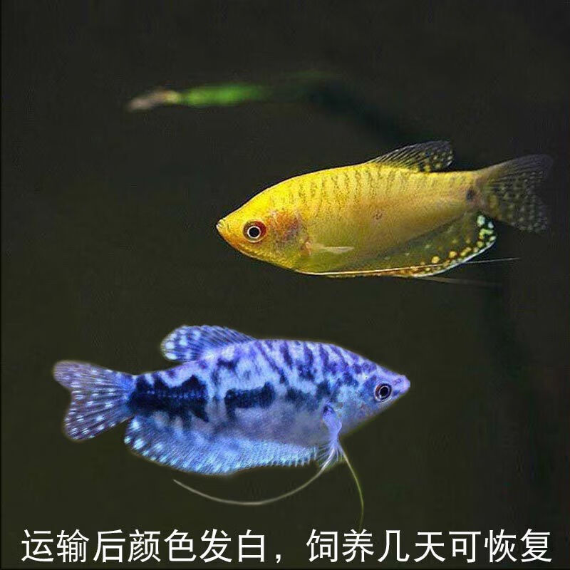 泽驭名宠中小型热带鱼观赏鱼曼龙鱼活体淡水鱼新手宠物金鱼好养耐活可