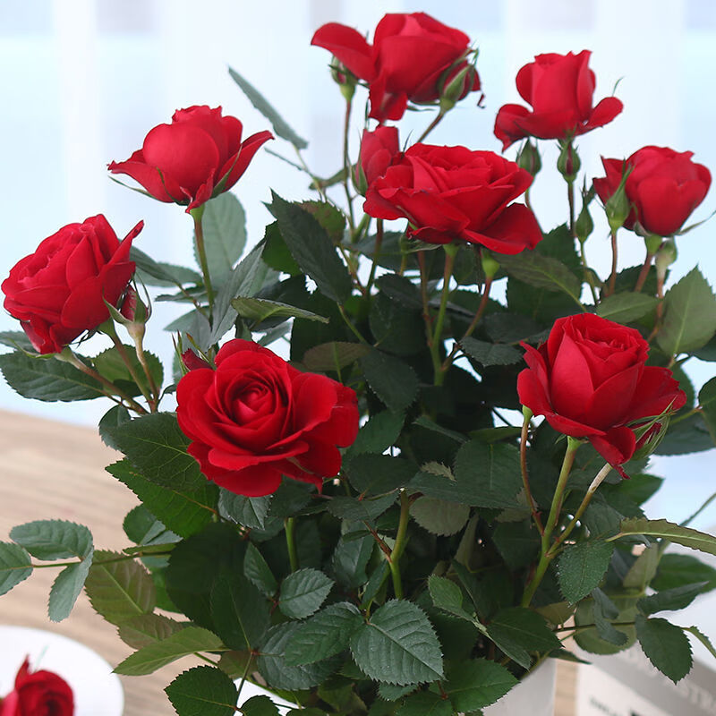 clcey带花苞发多色玫瑰花苗盆栽室内阳台好养花卉大全 a1红色玫瑰带