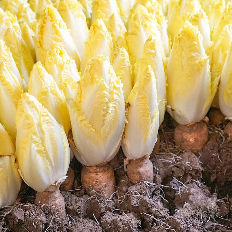 三千苗 金玉兰菜种子菜根软化菊苣种籽玉兰菜种子黄菊苣四季秋季蔬菜