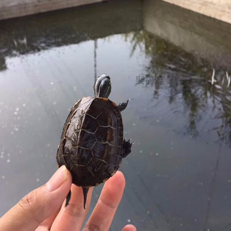 大头草龟 纯种长寿龟观赏水龟外塘龟宠物金线龟活物龟墨龟龟苗御聚源