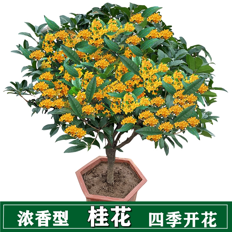 怎么看花卉的价格走势曲线|花卉价格比较