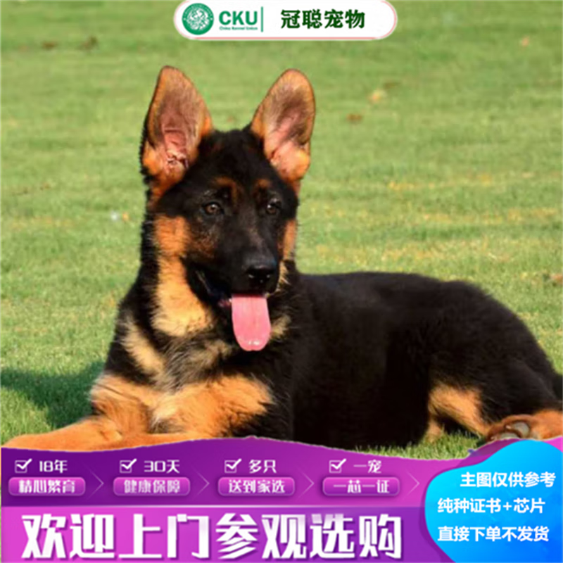 冠聪活体德牧幼犬大型犬狼青犬弓背犬活体黑背狼狗幼犬德国牧羊宠物活