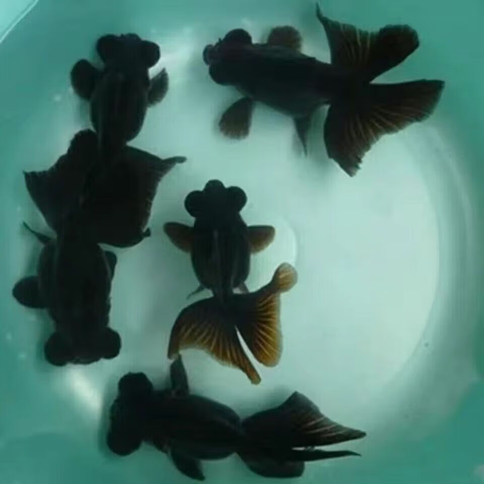 龙睛狮子头鹤顶红冷水鱼淡水鱼招财风水鱼冷水活体大中小型鱼 黑龙睛8