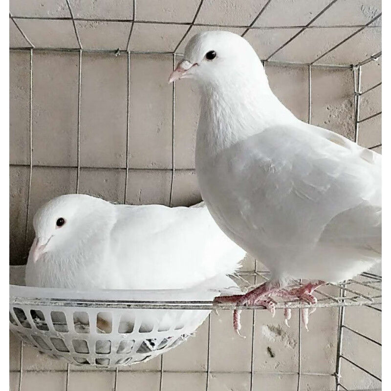 鸽子活体 信鸽纯白肉鸽白羽王乳鸽青年种鸽白玉王包下蛋一对 白羽王幼