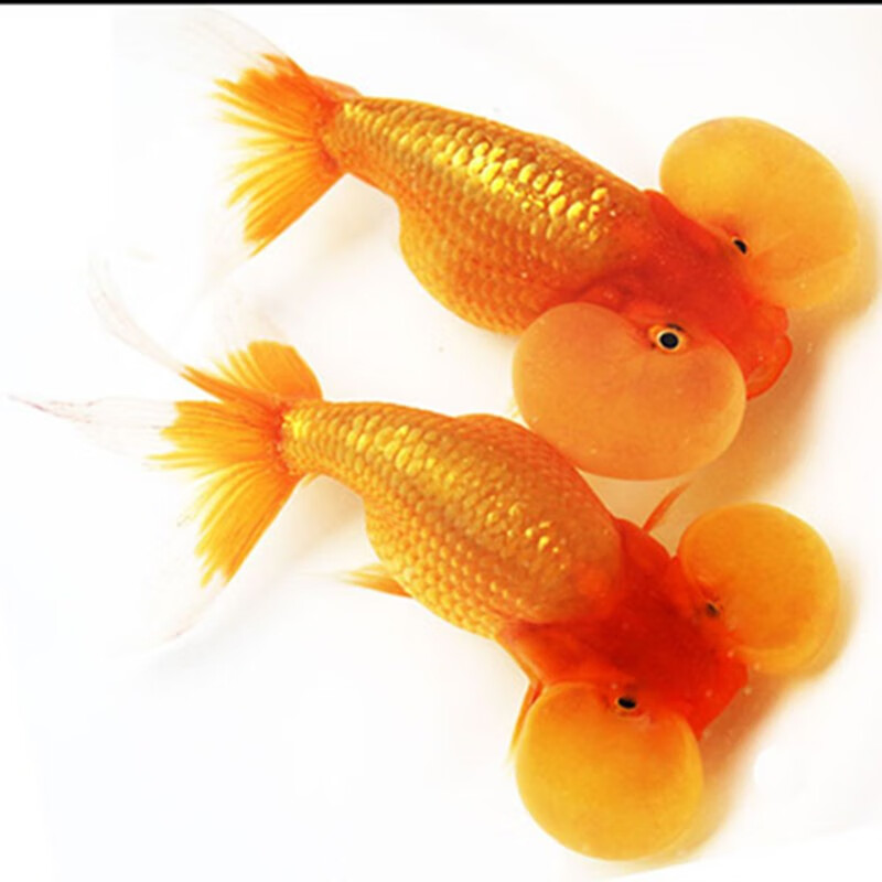 包损水泡眼金鱼精品红花紫黑水泡眼国粹观赏鱼淡水冷水水族宠物水泡