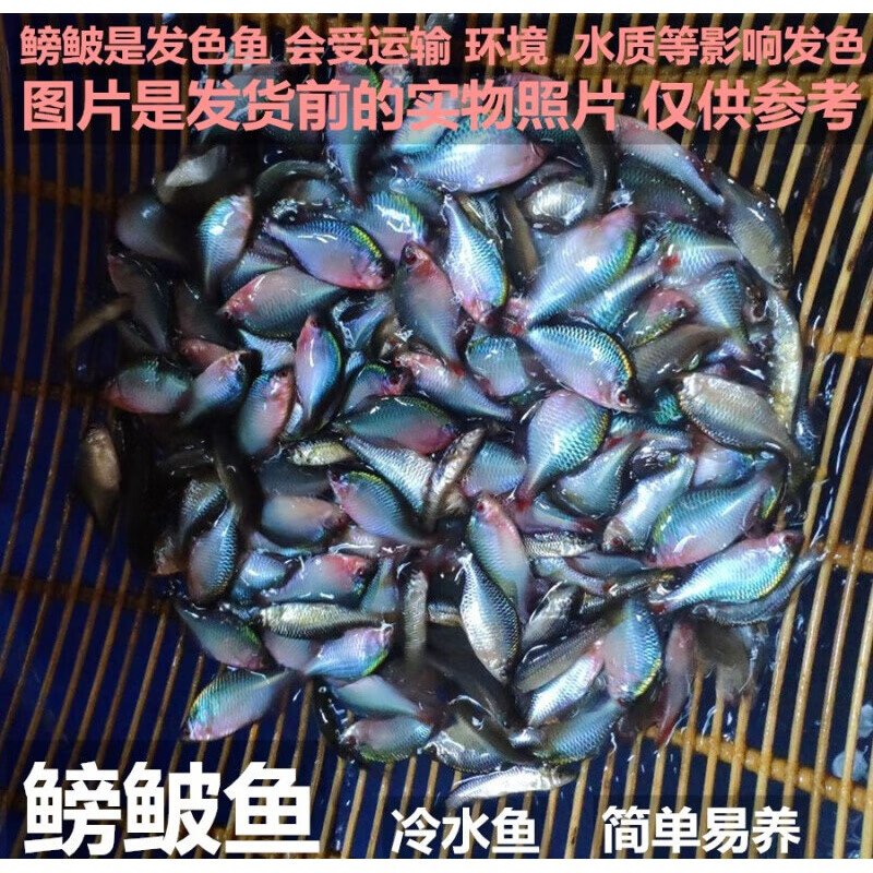 原生鱼七彩旁皮鱼高体旁皮活体小型淡水鱼好养 3-5厘米3公2母【5条】