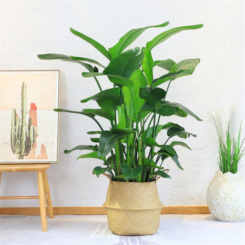 查大型绿植价格走势App|大型绿植价格走势