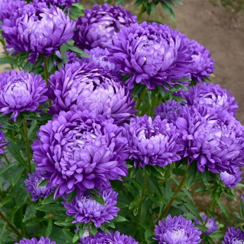 clcey芍药花树苗 重瓣庭院花卉四季开花室内盆栽植物观赏牡丹花 紫魅