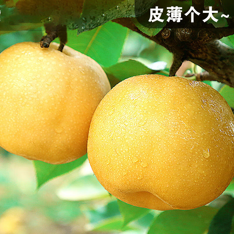 觅百果正宗山东莱阳秋月梨新鲜水果梨子现摘当季冰糖蜜梨团购礼品整箱 带箱9.5-10斤果王【10-12枚】甄选装