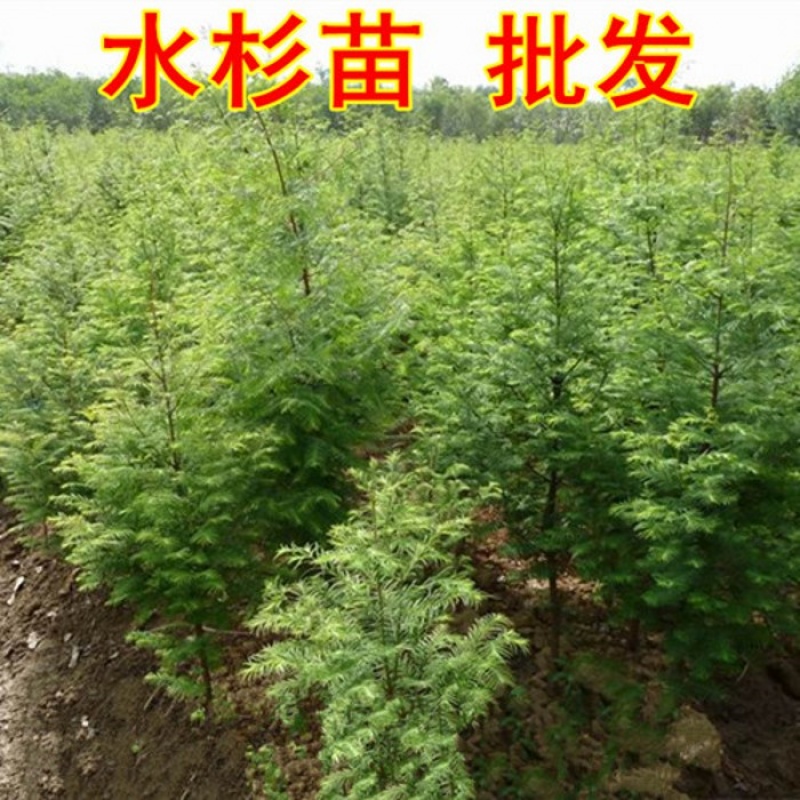 姜芮 水杉树苗水杉小苗金叶水杉苗池杉苗落羽杉树苗金叶水杉苗柳杉树苗 水杉苗【30-50cm】 30cm(含)-40cm(不含)