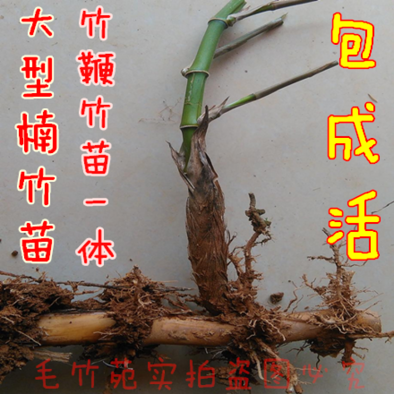 大型毛竹 湖南品种大型楠竹高30米毛竹种苗楠竹种根楠竹苗毛竹苗 竹鞭
