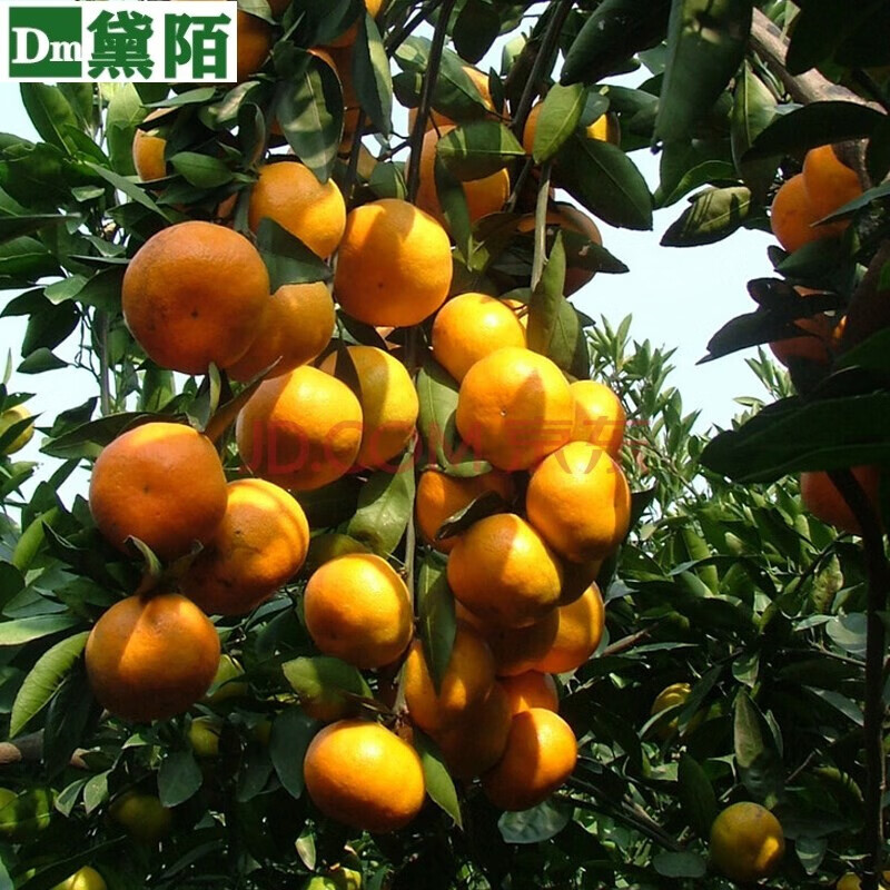 苗木历史价格走势|苗木价格比较