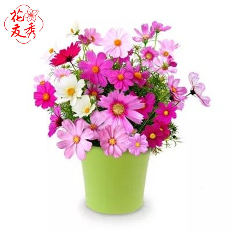 种子打造花海混色高杆矮杆工程花籽易种草花种子 格桑花种子混色200粒