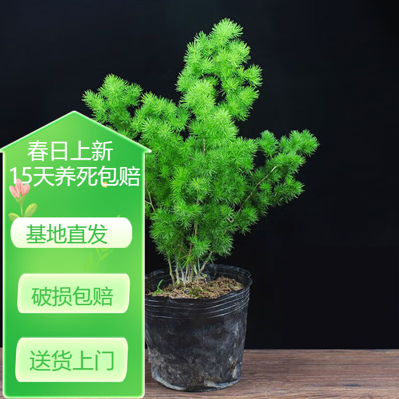 蓬莱松室内盆栽生肖猴长寿松旺来松d8 25-30高(3-5分支) 不含盆
