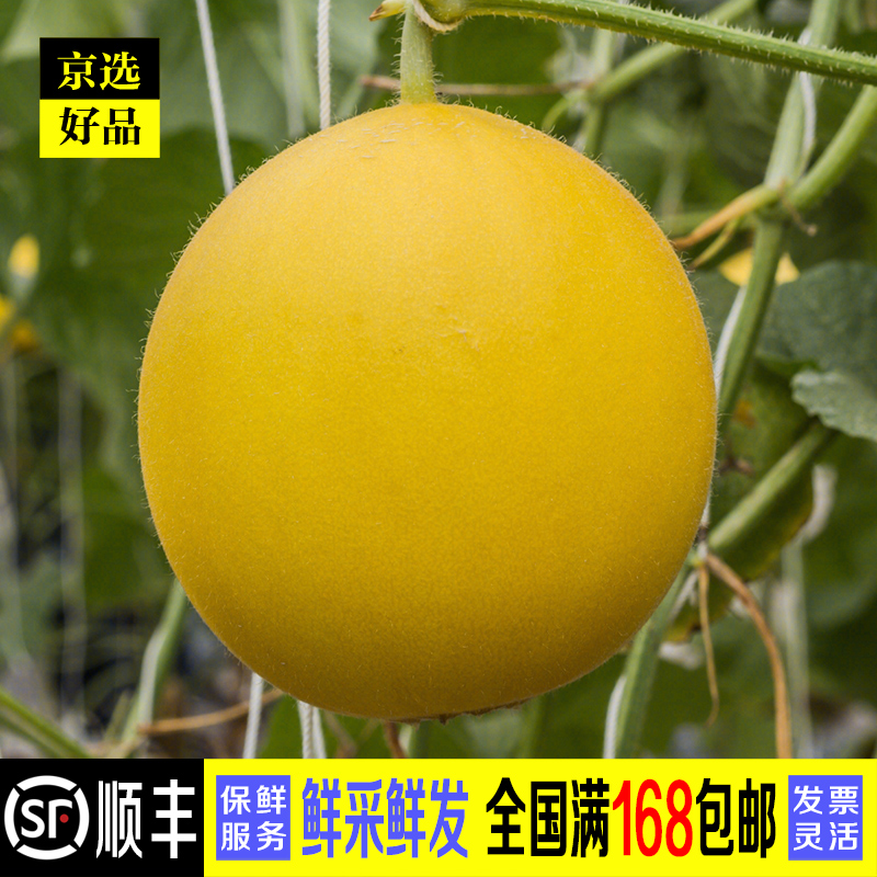 禾人伊丽莎白瓜甜瓜 新鲜水果 黄金黄皮冰糖牛奶甜蜜瓜 甜瓜 4枚装 鲜
